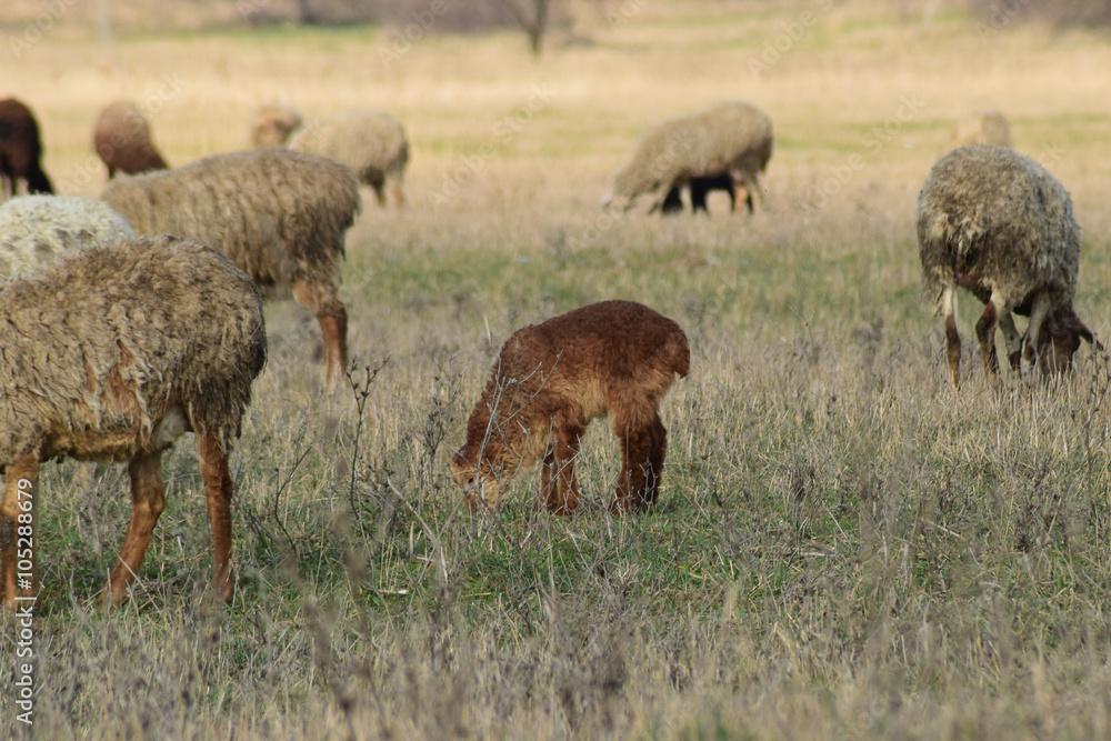 Fototapeta premium Sheep in the pasture
