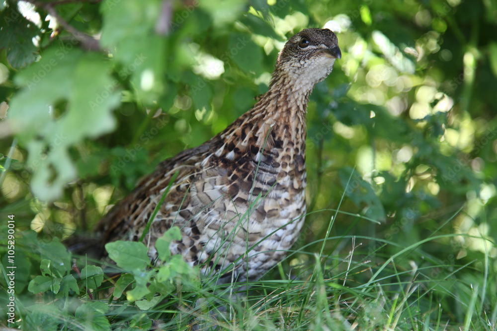 Fototapeta premium Young Canada grouse (Falcipennis canadensis)
