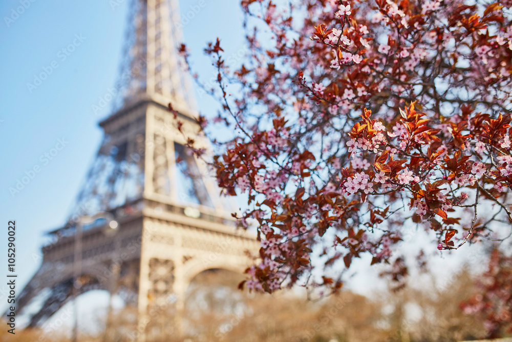 Cherry blossom in Paris