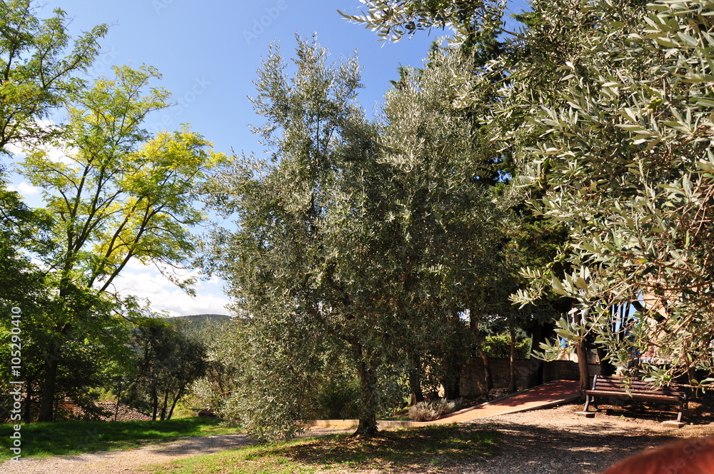 Fototapeta premium Toskania