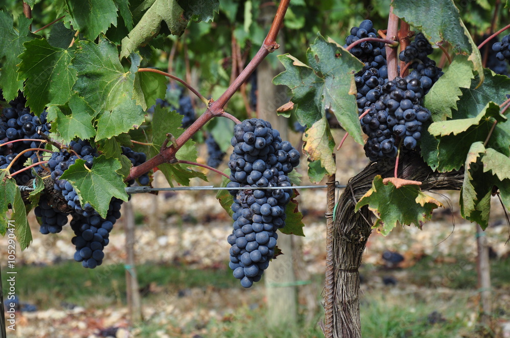 Fototapeta premium Winogrona
