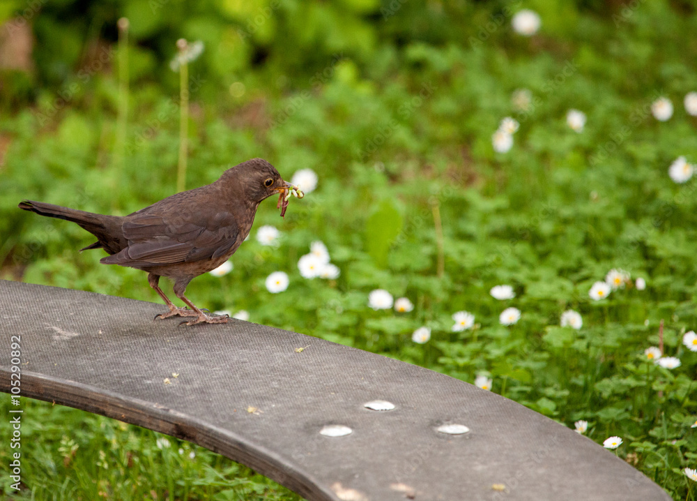 Obraz premium Lecker