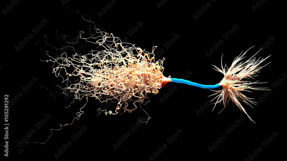 Neuron with Myelin Sheath Stock Illustration | Adobe Stock