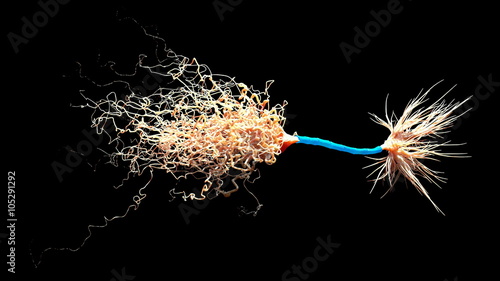 Canvas Print Neuron with Myelin Sheath