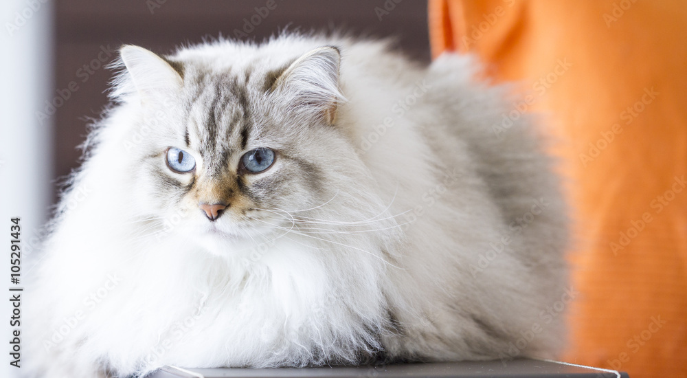 beautiful long haired cat, white siberian cat