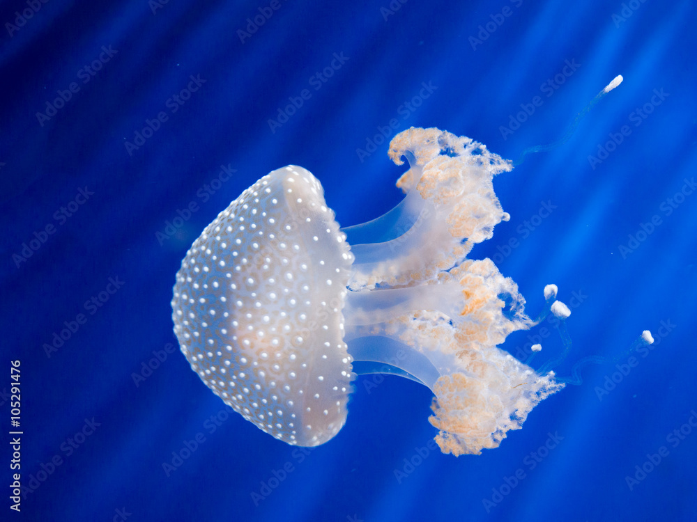 Fototapeta premium Australian White spotted jellyfish Australian swimming in blue w