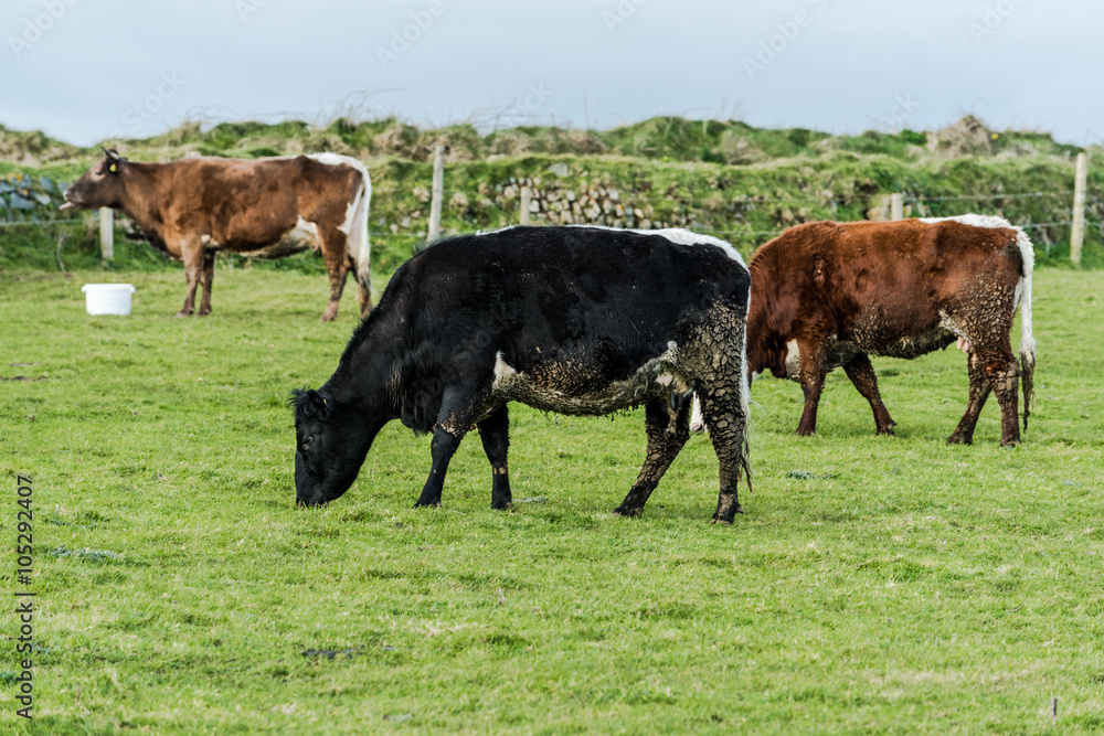 Herd of cows grazing on green grass Herd of cows grazing on green grass