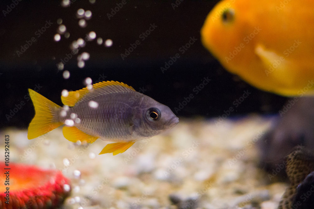 Yellow cichlid fish in aquarium on dark background Yellow cichlid fish in aquarium on dark background