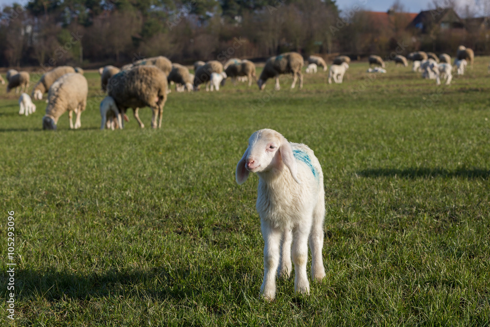 Obraz premium Osterllamm