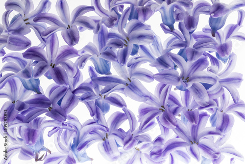 Wallpaper Mural hyacinth flowers  Torontodigital.ca