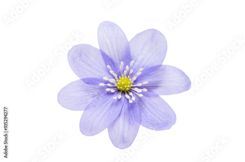 Hepatica nobilis isolated