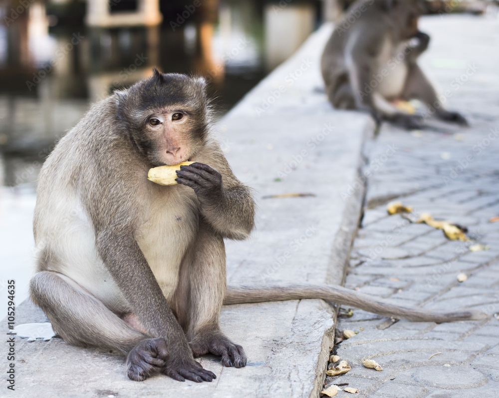 Naklejka premium Monkey