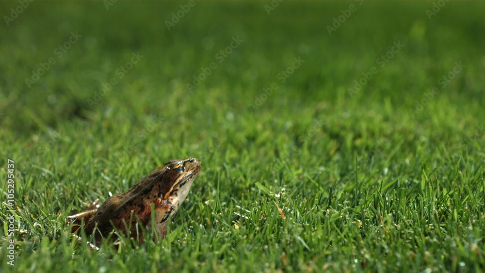 Frog jumping in grass, slow motion Frog jumping in grass, slow motion