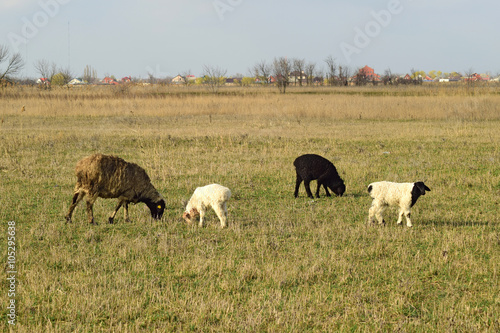 Sheep in the pasture