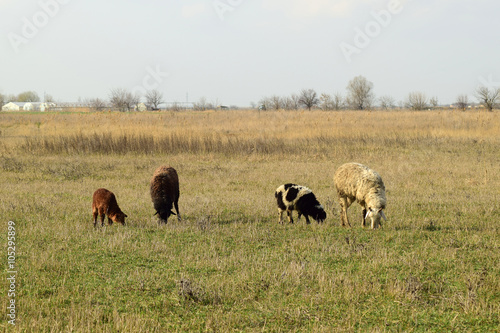 Sheep in the pasture © eleonimages