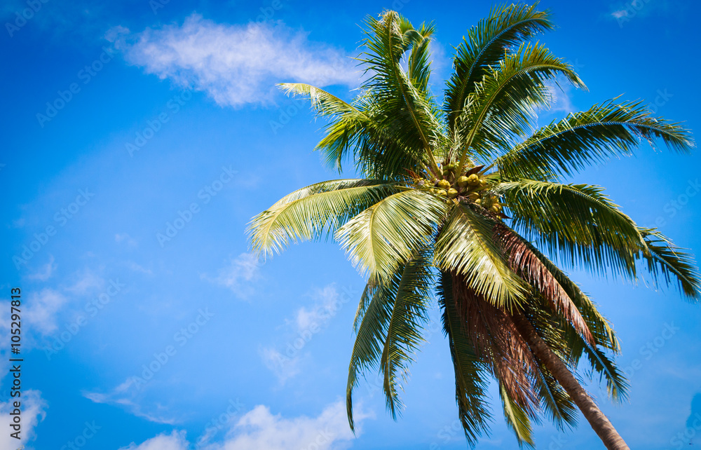 Blue sky, white clouds and coconut trees.