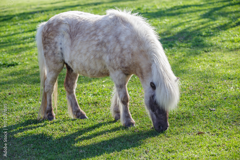 Obraz premium Picture of Donkey in green field grass