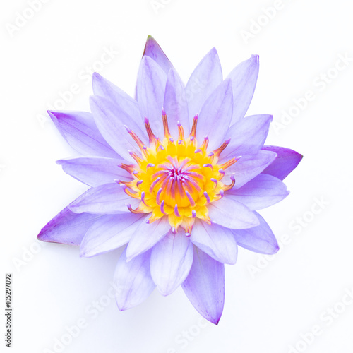 Close up of violet lotus flower isolated on white background.