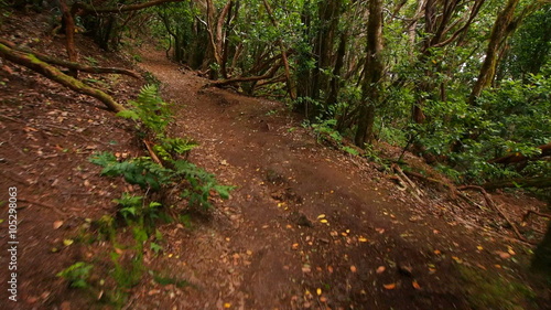 El Pijaral – La Ensillada – Cabeza de Tejo, walking through Bosque Encantado in Anaga Forest on Tenerife, Canary Islands, Spain
 photo