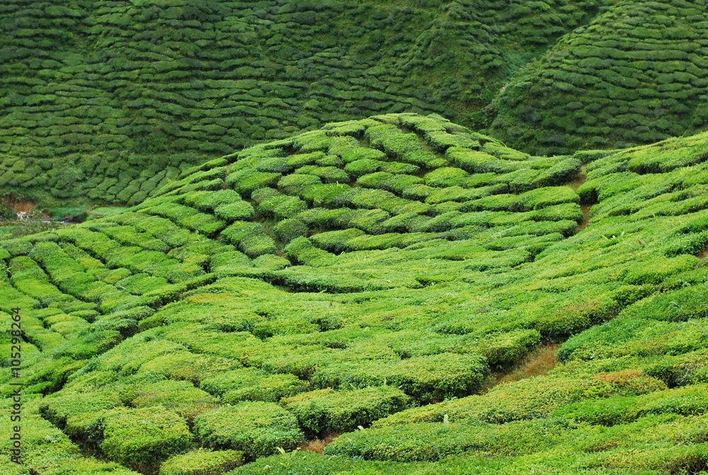 tea plantation terrace at Cameron Highland, Malaysia