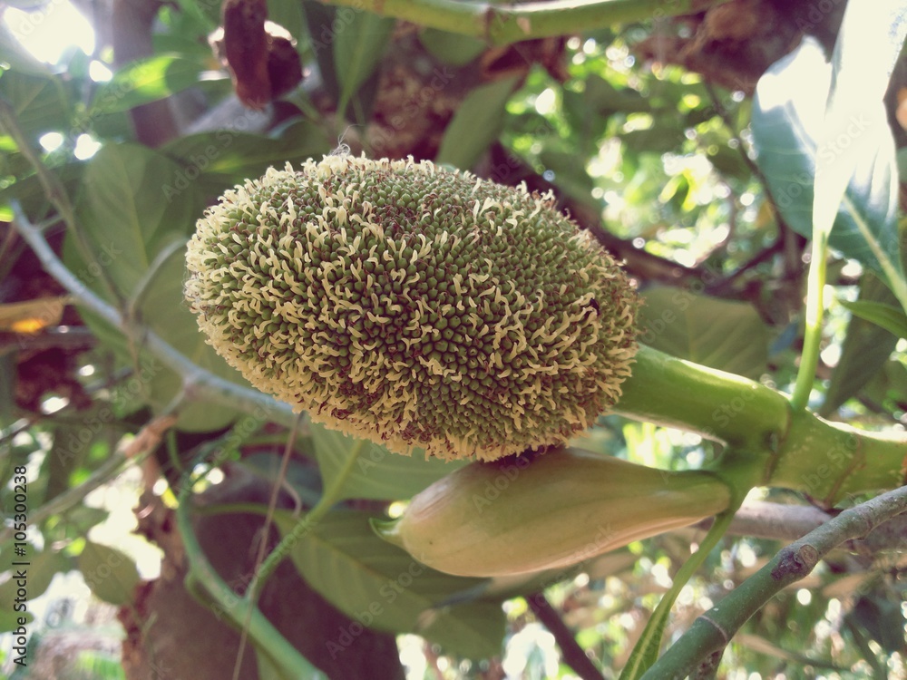 Jackfruit Flower
