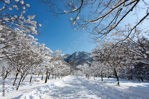 Naejangsan Mountain in winter with snow