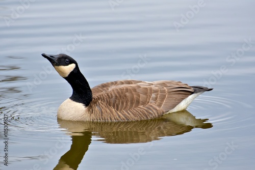 Canadian goose