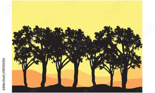Silhouettes of tree lined