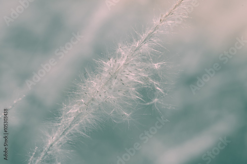 Grass field landscape