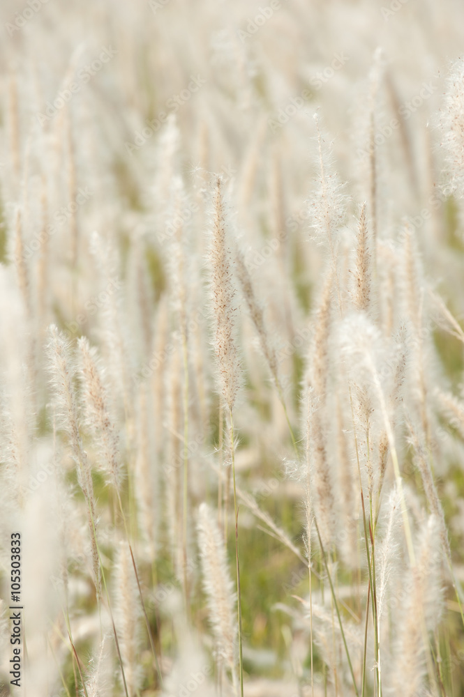 Imperata cylindrica Beauv,Grass field landscape in nature Imperata cylindrica Beauv,Grass field landscape in nature