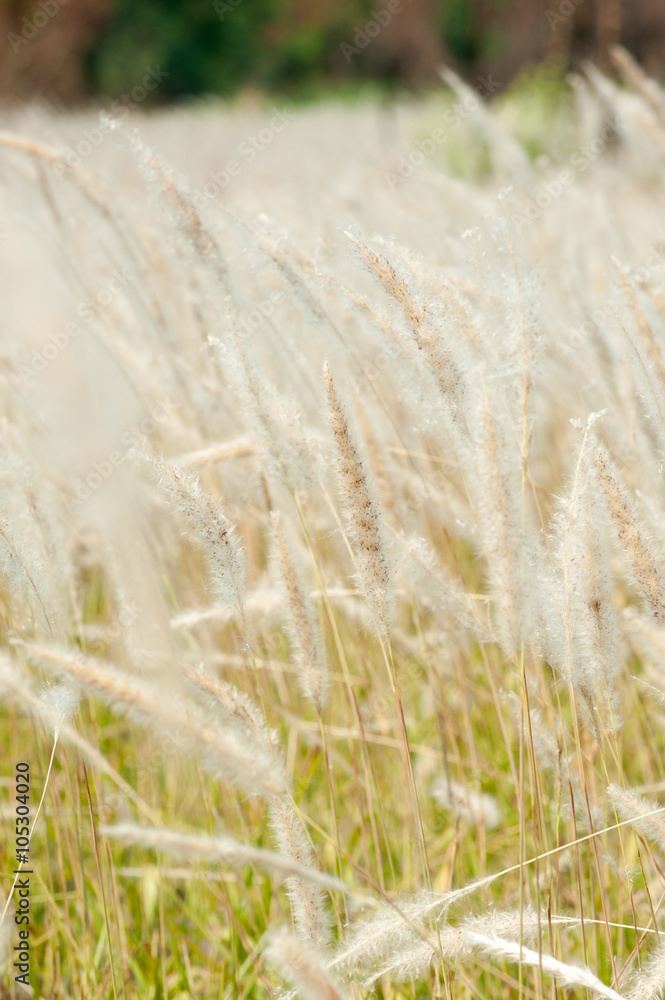 Imperata cylindrica Beauv,Grass field landscape in nature Imperata cylindrica Beauv,Grass field landscape in nature