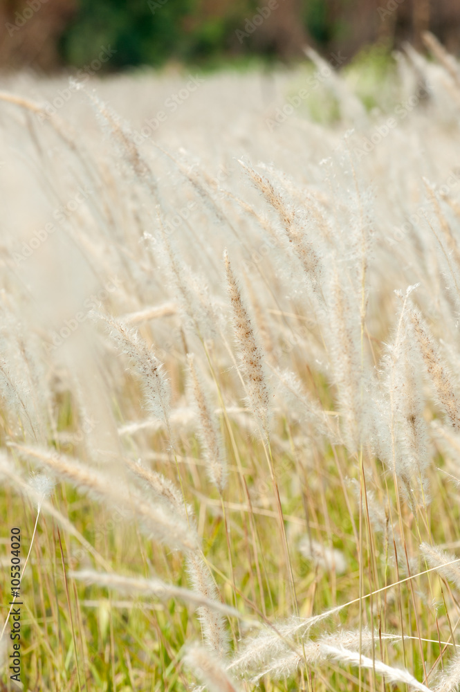 Imperata cylindrica Beauv,Grass field landscape in nature