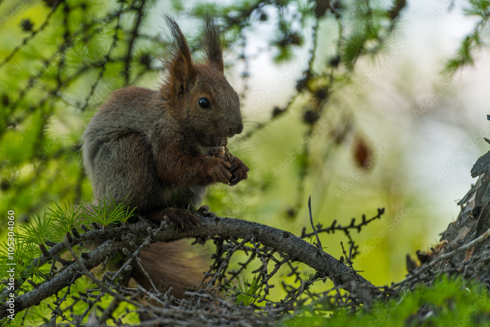 squirrel sitting on a green tree and eats. summer, forest squirrel sitting on a green tree and eats. summer, forest