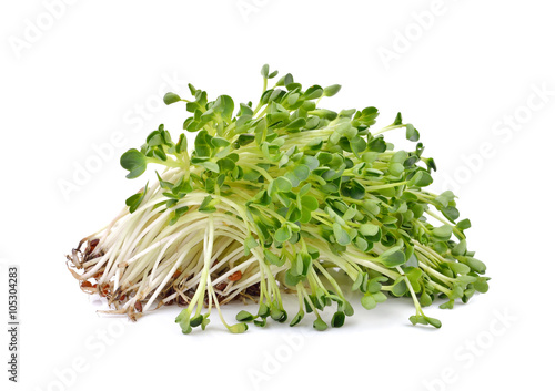 heap of alfalfa sprouts  on white  background photo