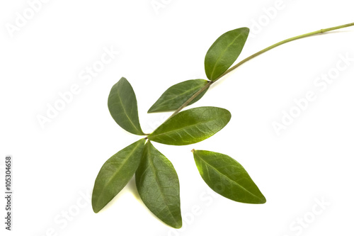 branch with green leaves periwinkle