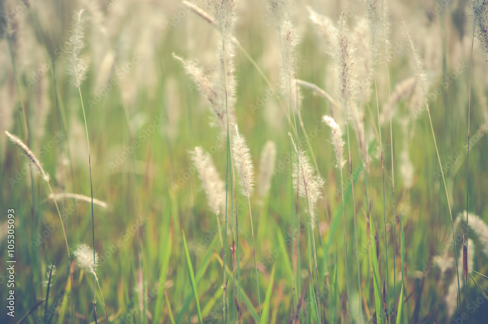 Imperata cylindrica Beauv,Grass field landscape in nature Imperata cylindrica Beauv,Grass field landscape in nature