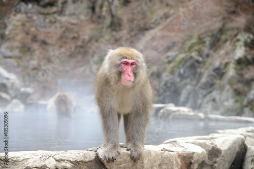 Monkey in a natural onsen (hot spring), located in Jigokudani Monkey Park or Snow Monkey, Nagono Japan.  © bigy9950