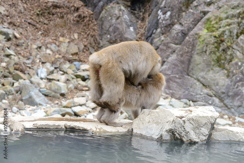 Monkey in a natural onsen  hot spring   located in Jigokudani Monkey Park or Snow Monkey  Nagono Japan. 