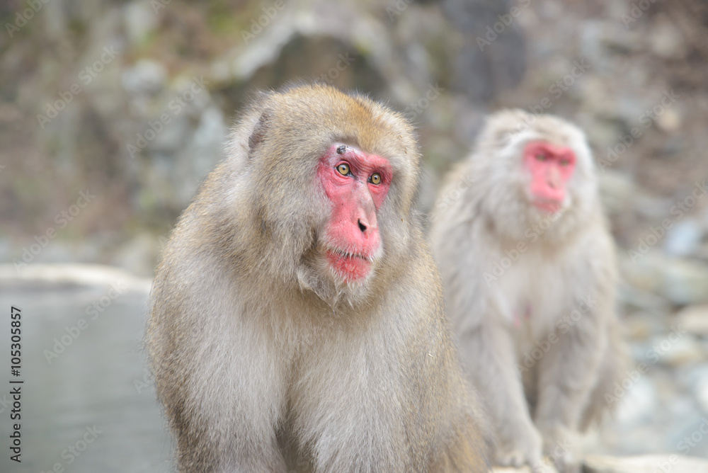 Monkey in a natural onsen (hot spring), located in Jigokudani Monkey Park or Snow Monkey, Nagono Japan. Monkey in a natural onsen (hot spring), located in Jigokudani Monkey Park or Snow Monkey, Nagono Japan.