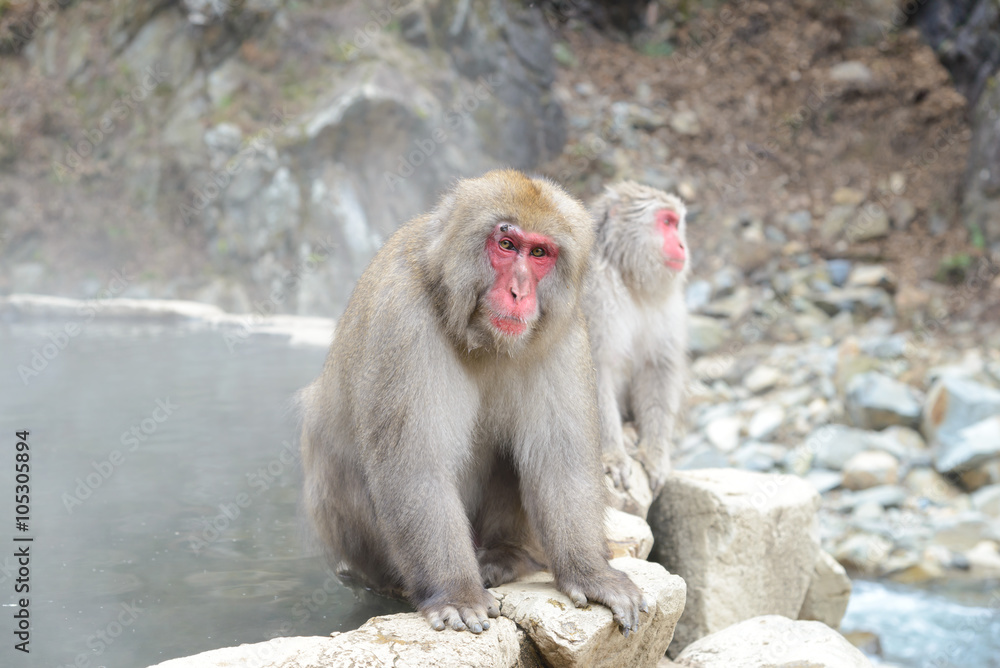 Monkey in a natural onsen (hot spring), located in Jigokudani Monkey Park or Snow Monkey, Nagono Japan. Monkey in a natural onsen (hot spring), located in Jigokudani Monkey Park or Snow Monkey, Nagono Japan.