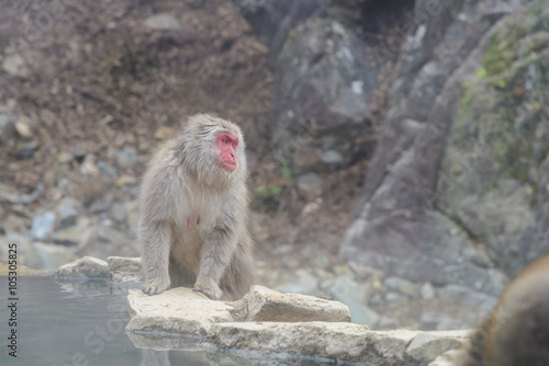 Monkey in a natural onsen (hot spring), located in Jigokudani Monkey Park or Snow Monkey, Nagono Japan.  © bigy9950