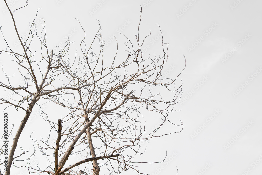 Fototapeta premium Tree branch.