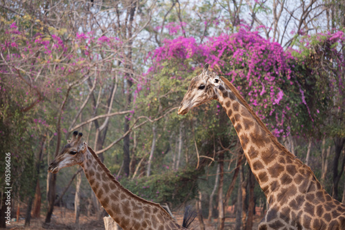 Giraffe head with neck