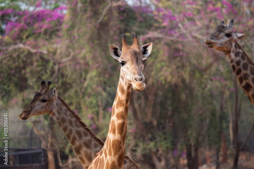 Giraffe head with neck