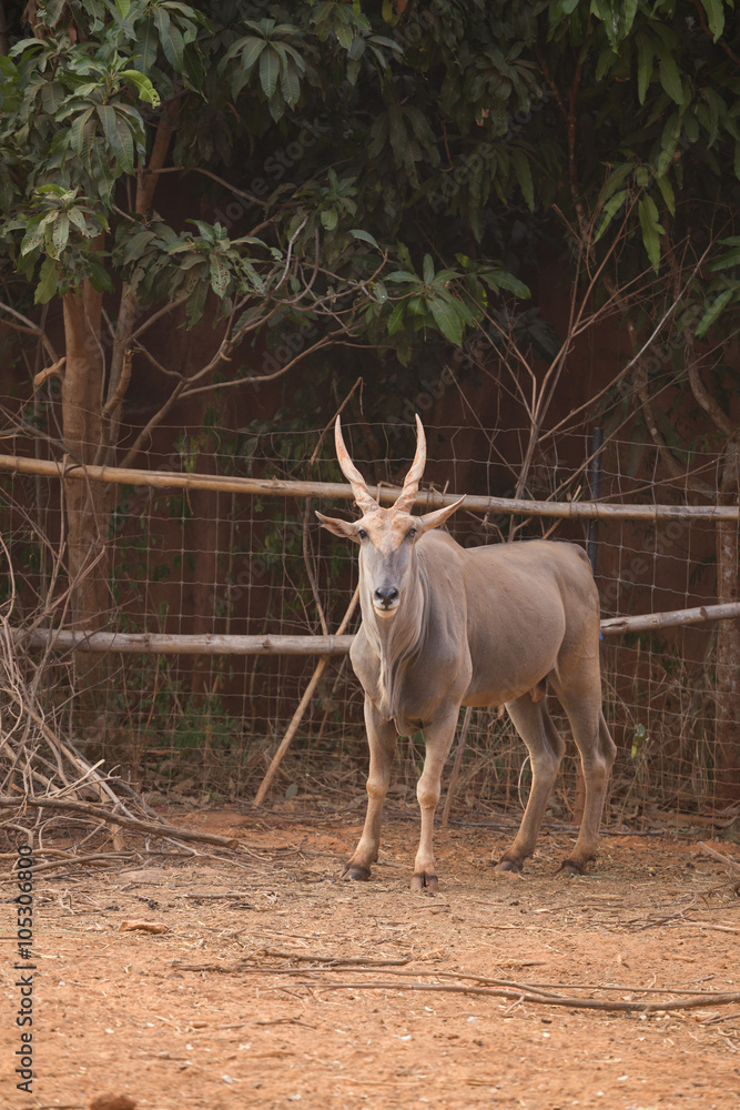 waterbuck (Kobus ellipsiprymnus) waterbuck (Kobus ellipsiprymnus)