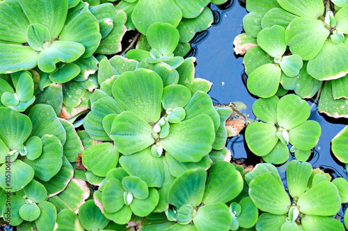 Green Floating Plant © photo_mts