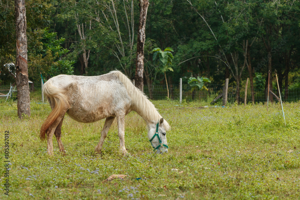 horse eat grass