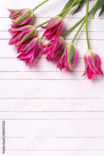 Fototapeta Naklejka Na Ścianę i Meble -  Fresh  spring pink  tulips  on white  painted wooden planks.