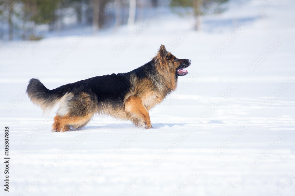 German shepherd dog long-haired standing in snow