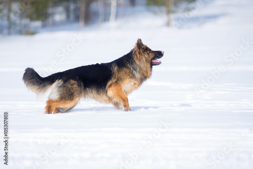 German shepherd dog long-haired standing in snow